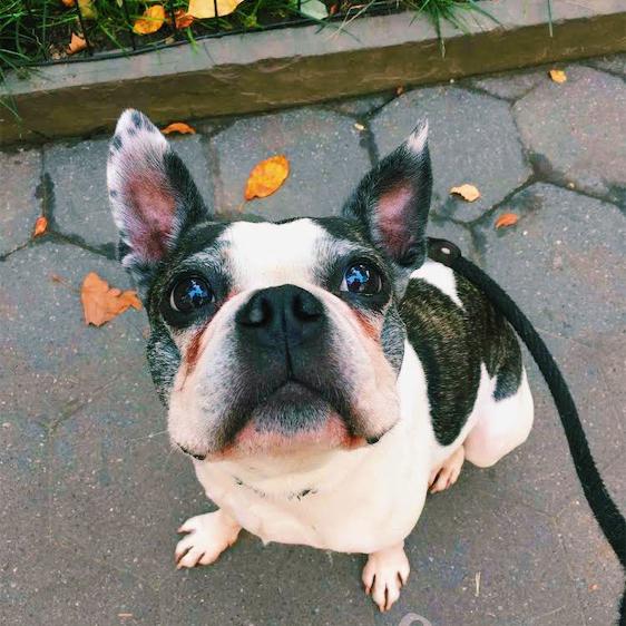 When your dog doesn't like to go to the vet